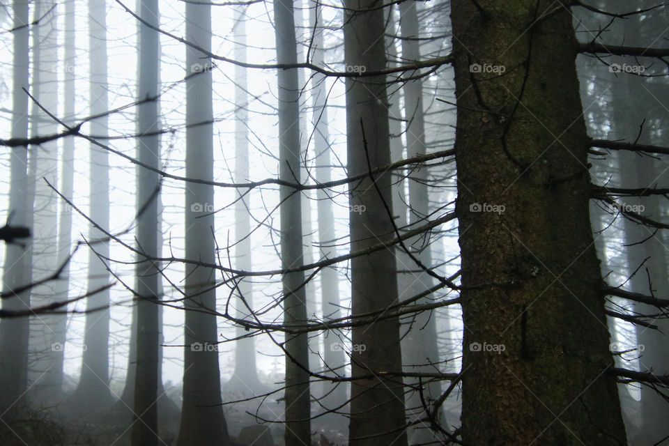 Black and white photo of bare tree trunks with branches and twigs in the fog