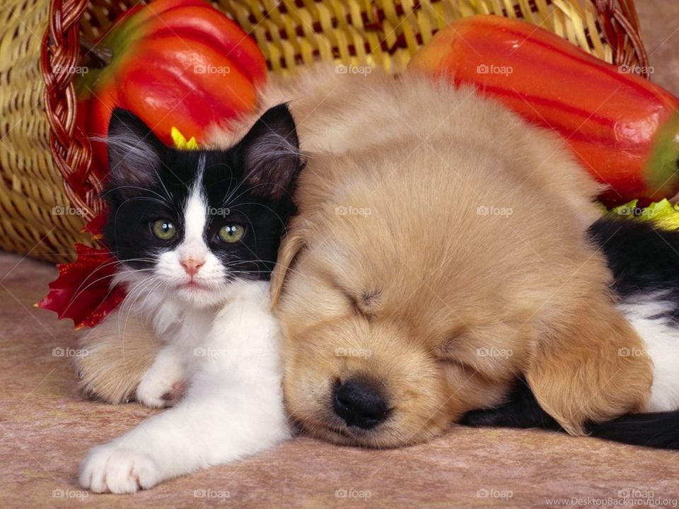 Puppy & kitten 