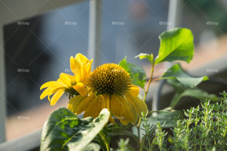 Yellow Echinacea flower on the balcony. Slovakia