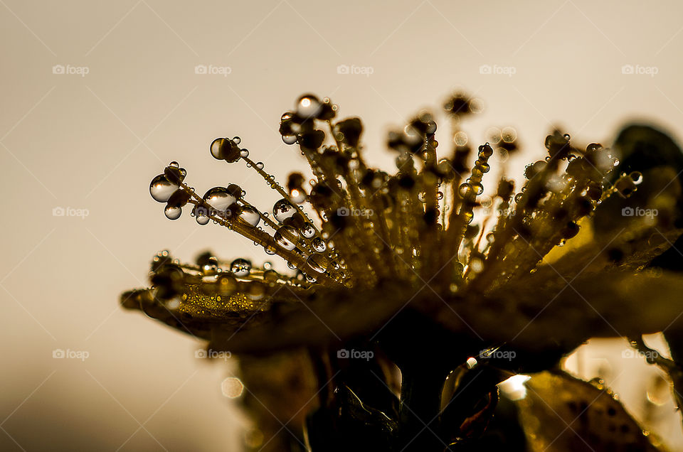 Flower with water drops in sunrise time.