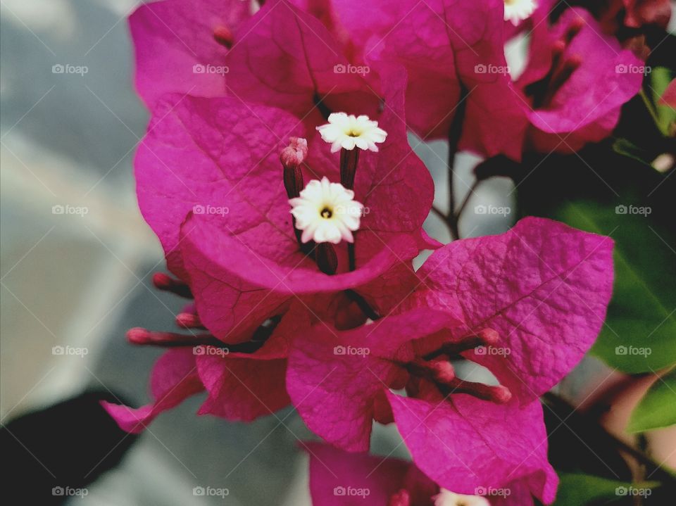 Bougainvillea