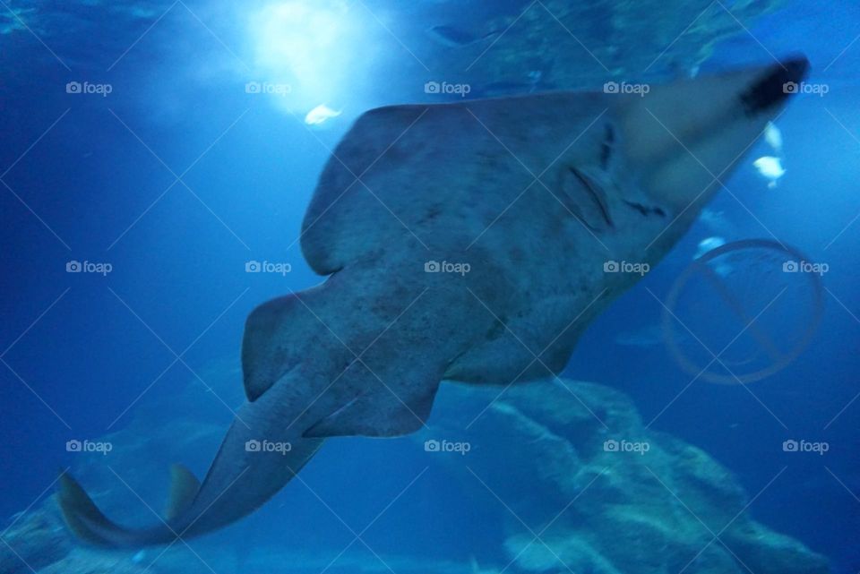 Ocean#world#animal#shark