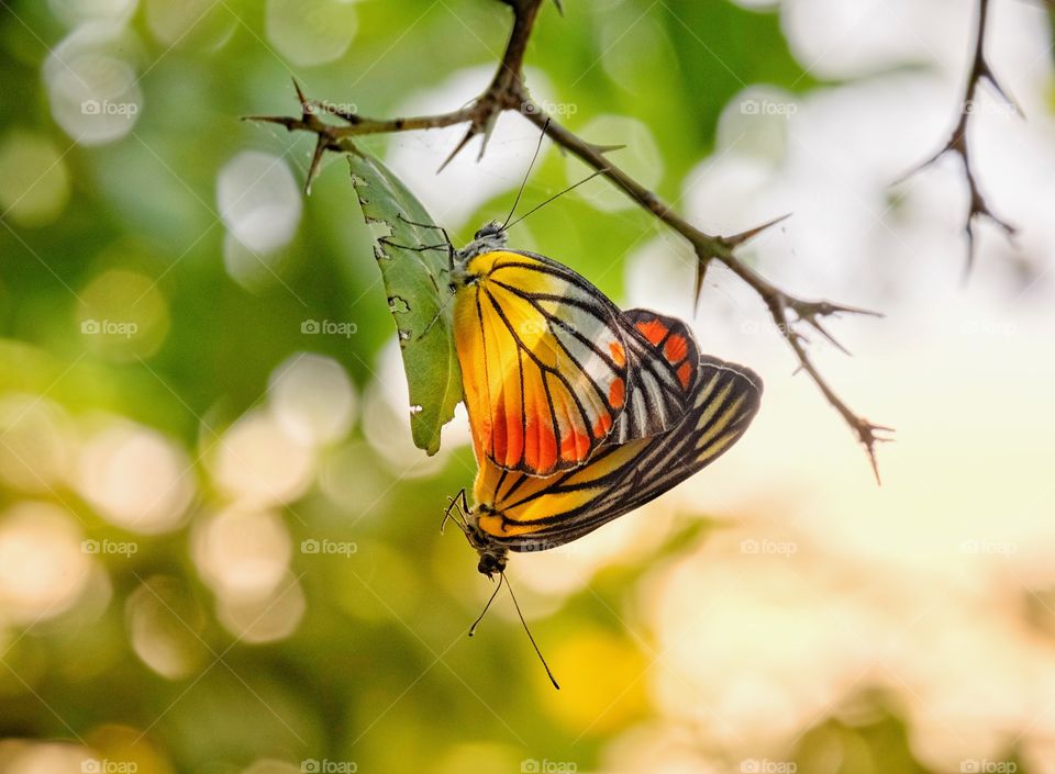 Butterfly on leaves