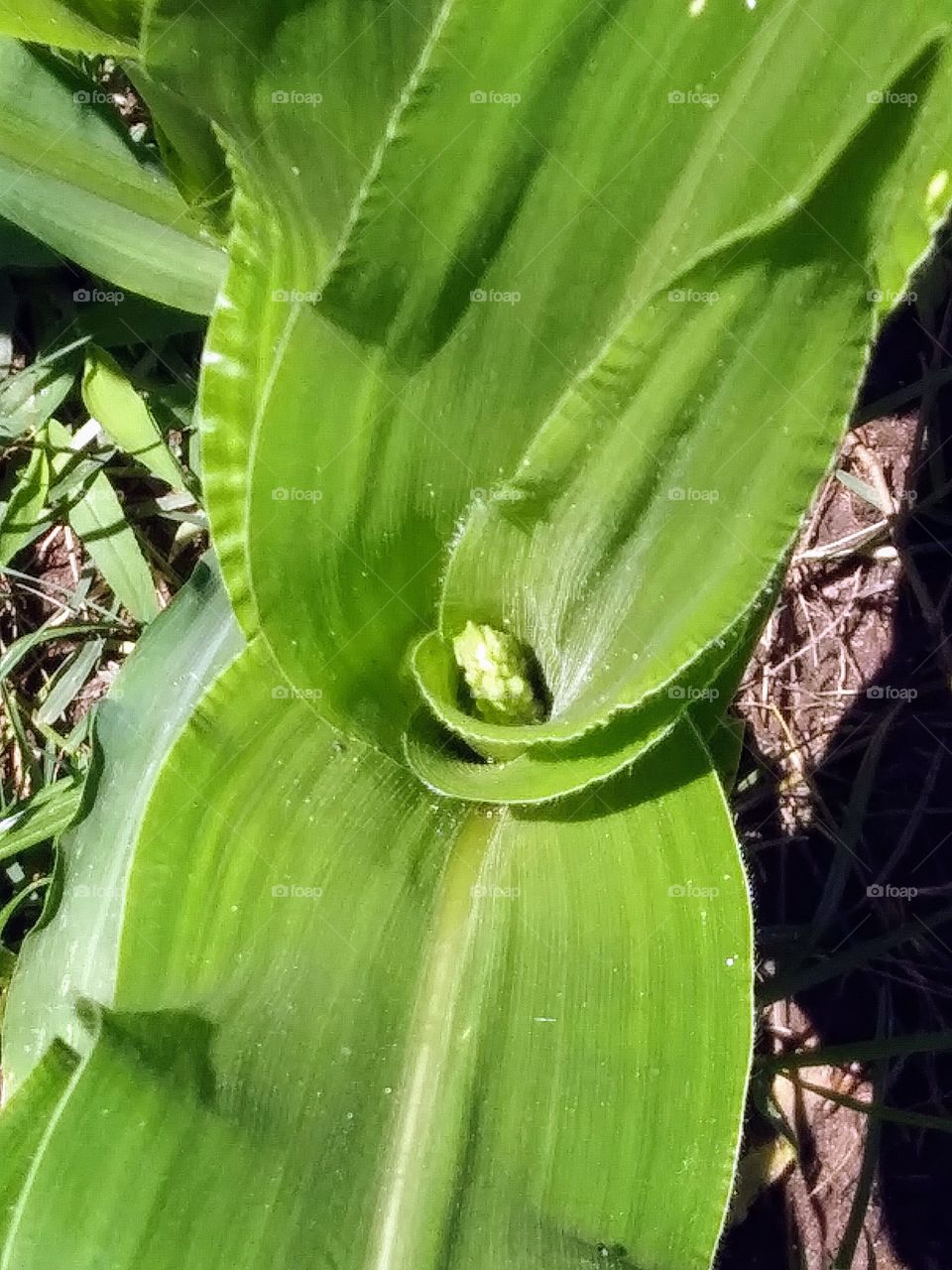 looking down on a corn plant