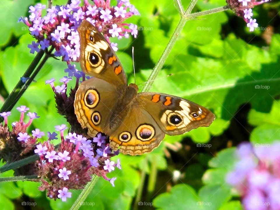 Buckeye Butterfly