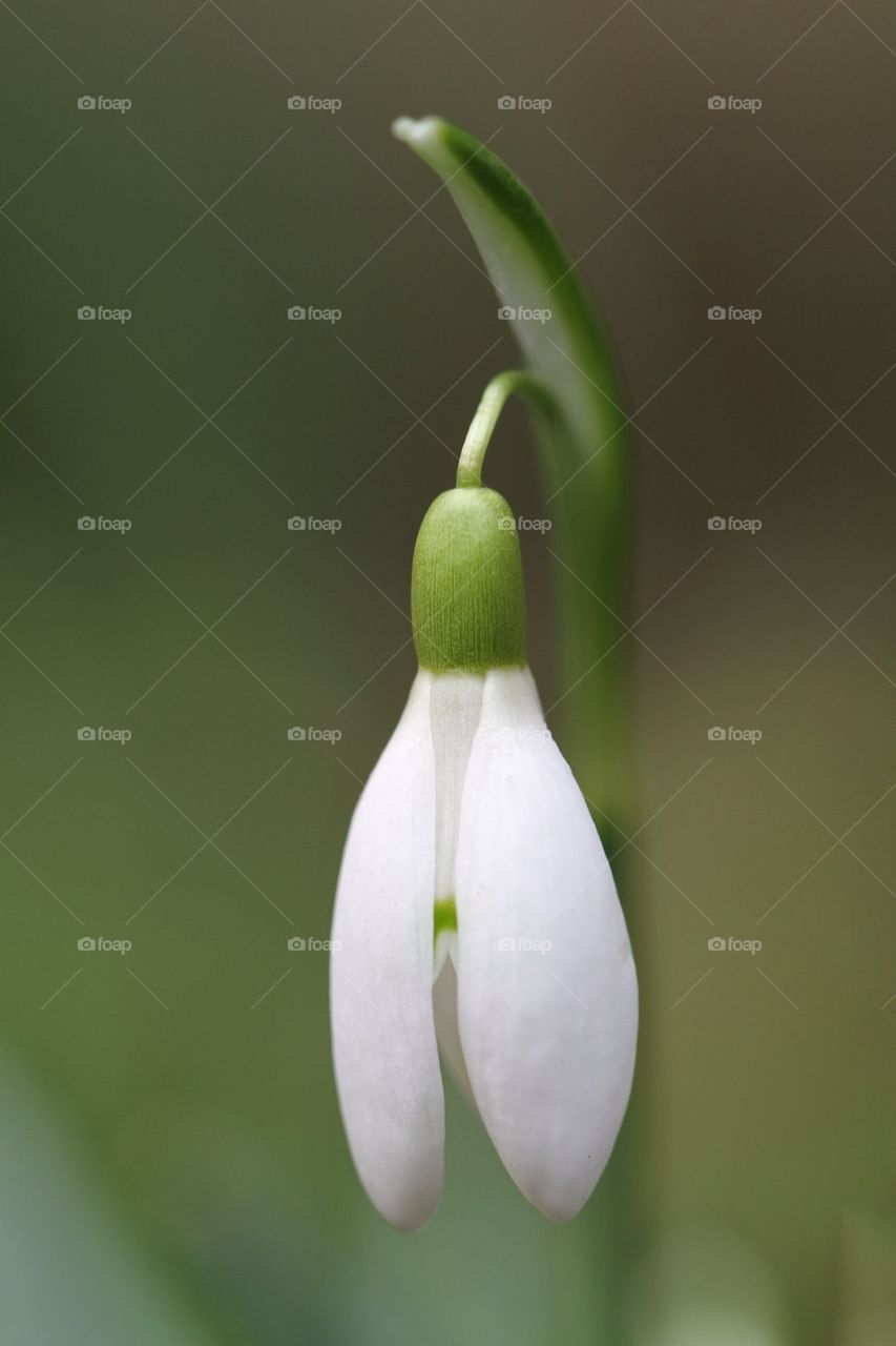 The head of a snowdrop ready to open up its petals.
