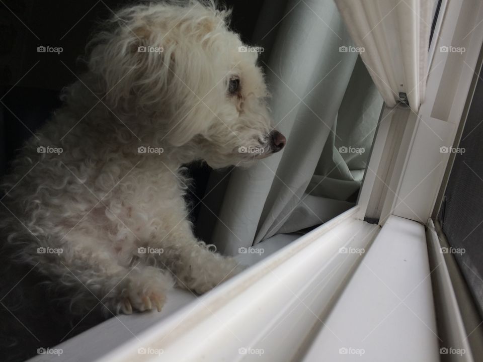 Dog in windowsill 
