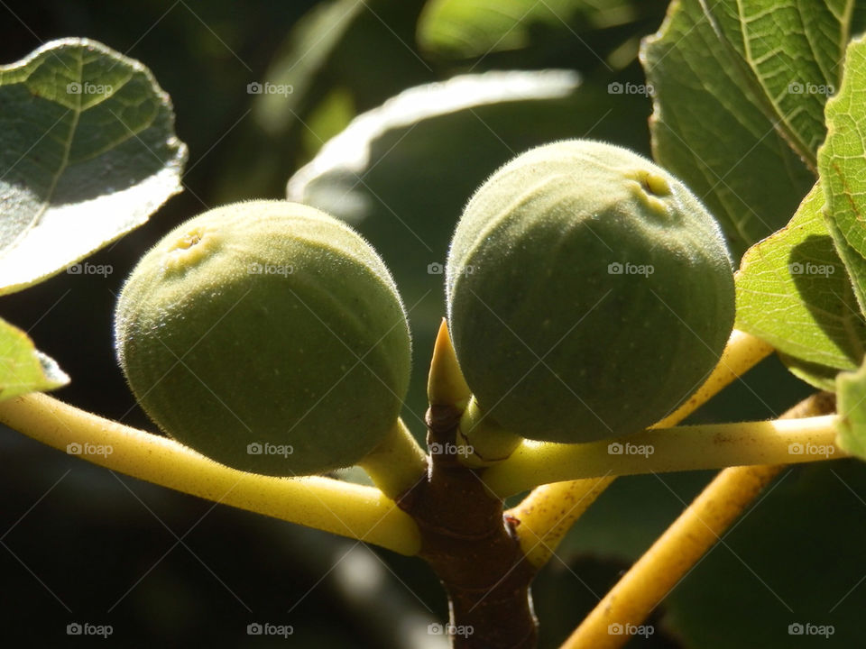 Twin figs
