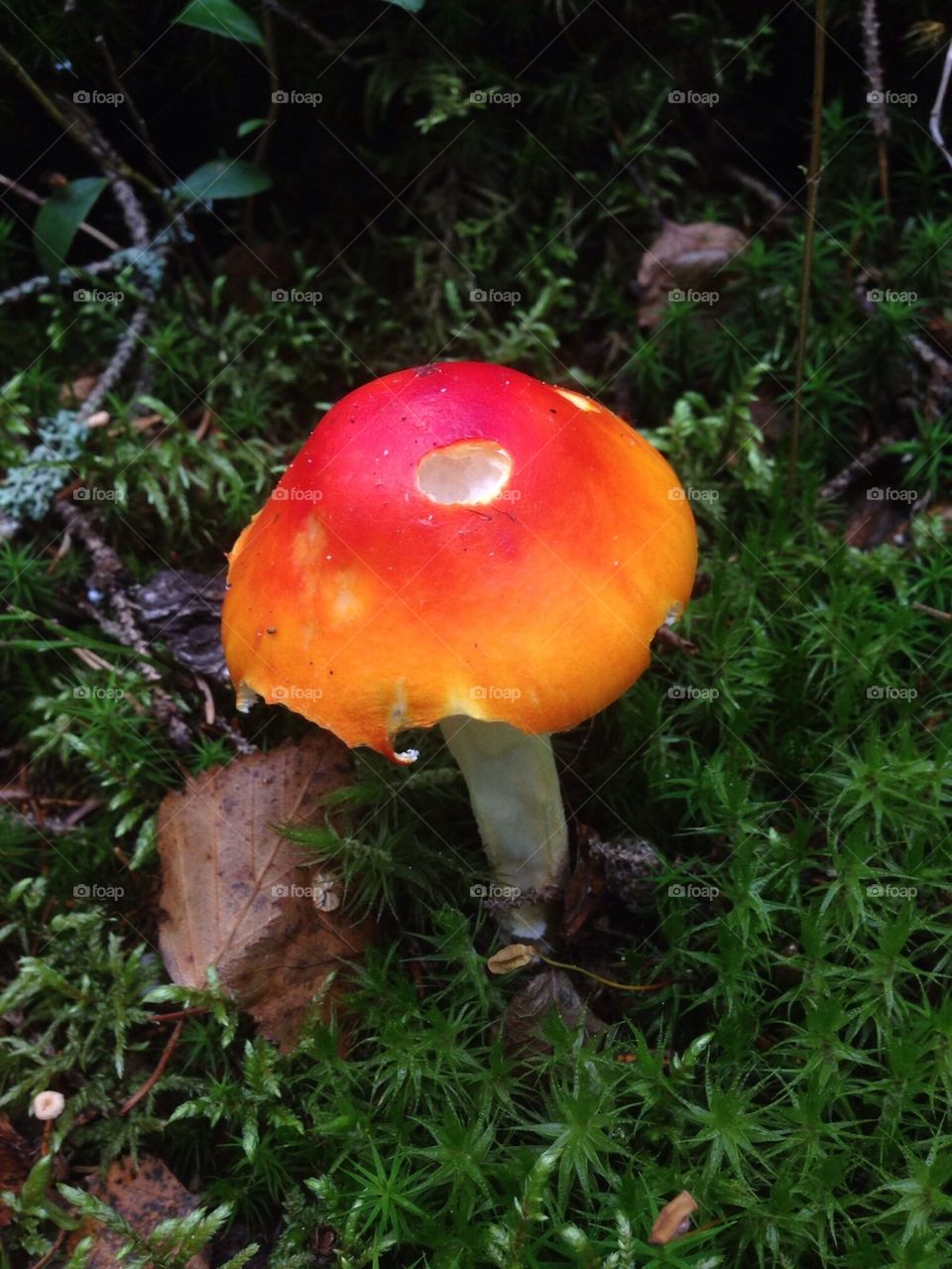 sweden other great outdoors tyresta national park mushroom by anetteaventyr