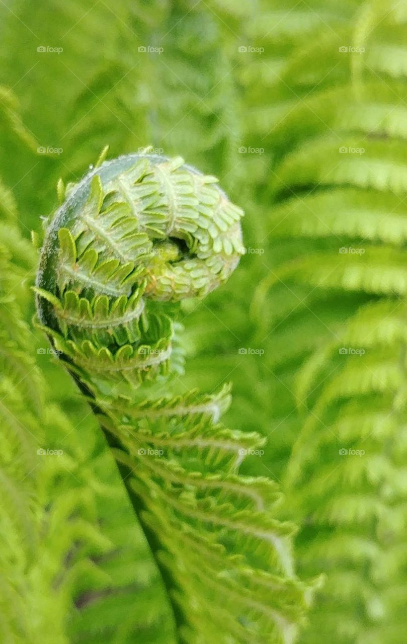 green natur farn Grün pflanze plant