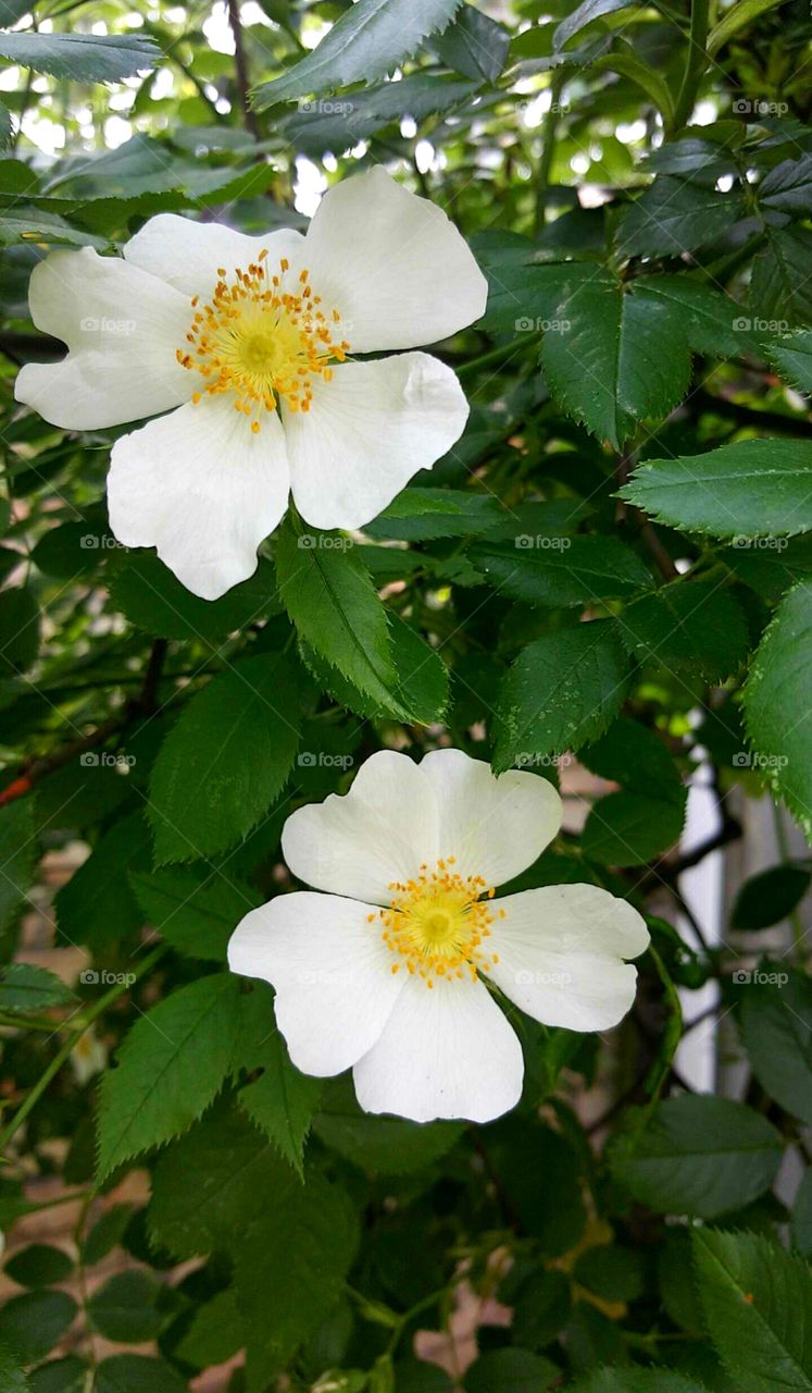 dog rose