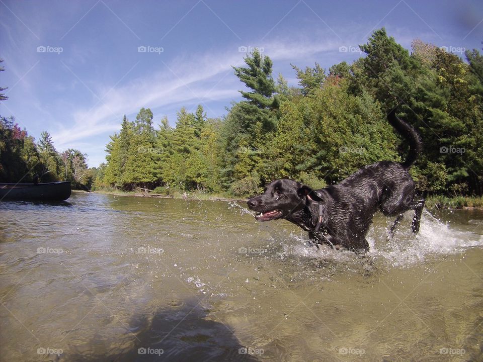 Water Dog