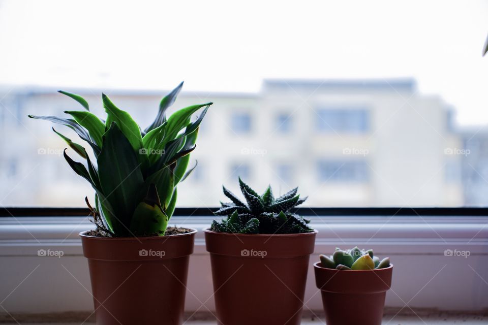 Baby Plants
