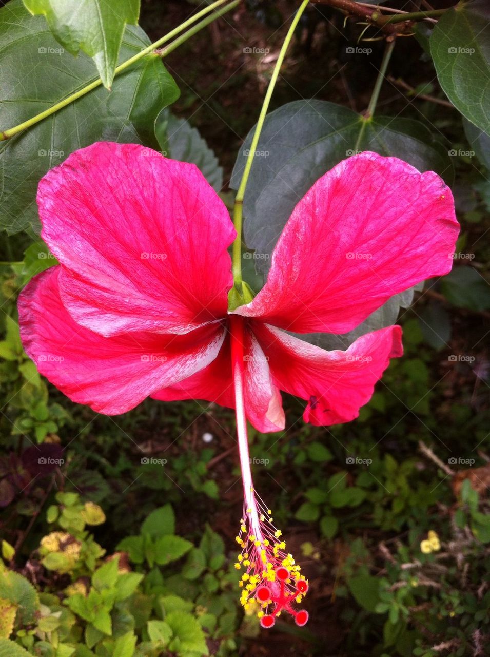 Hibiscus