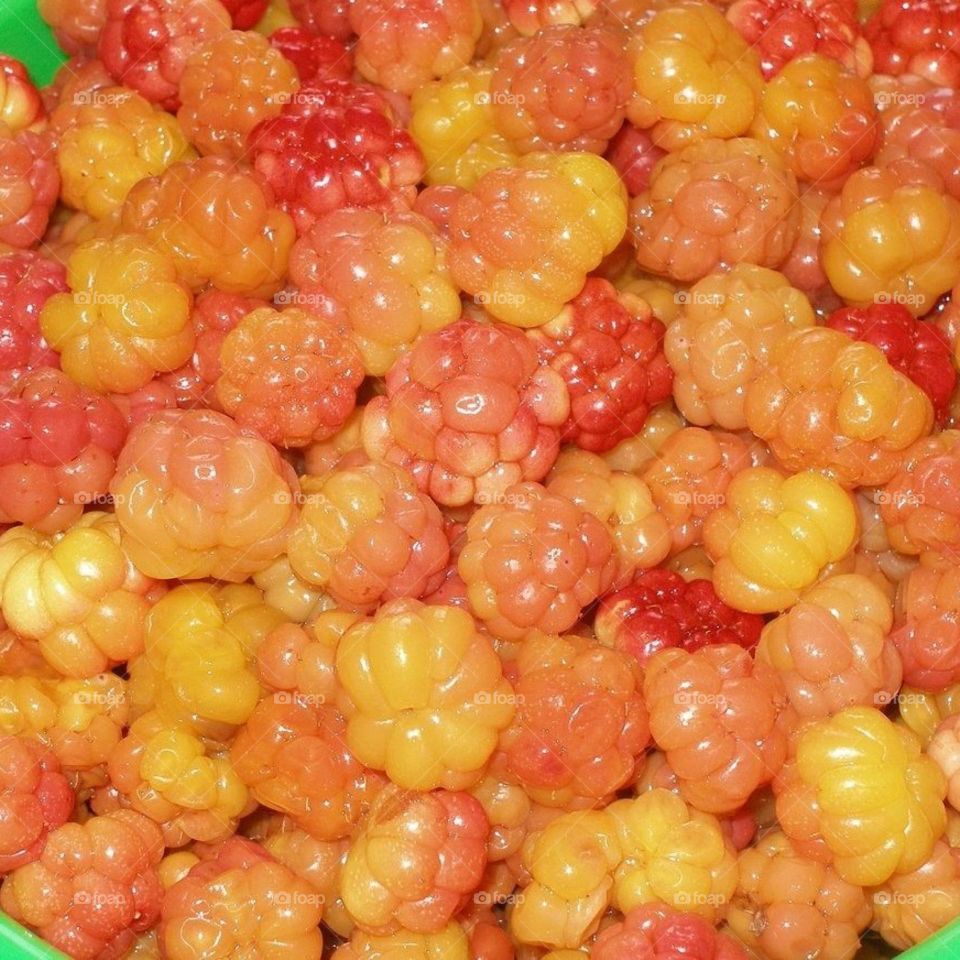 Северная Ягода