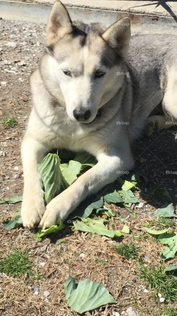 Shya the husky eating cabbage 