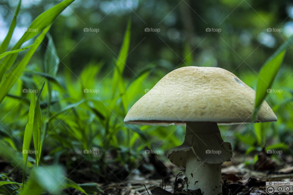 Mushroom smallworld