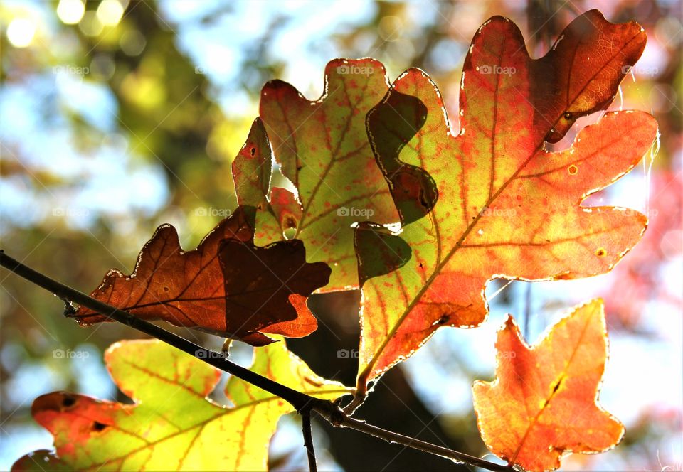 autumn leaves