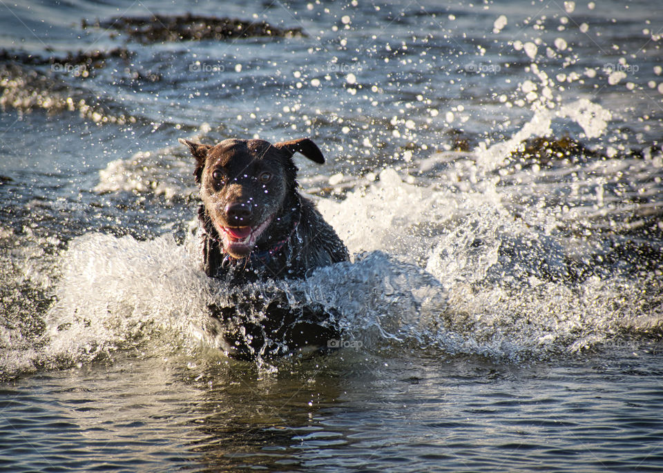 Dog enjoying water