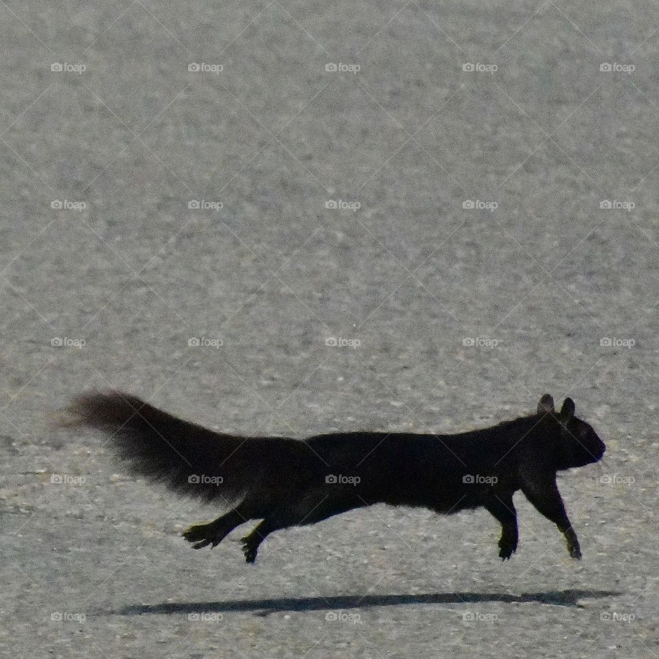 Squirrel running.