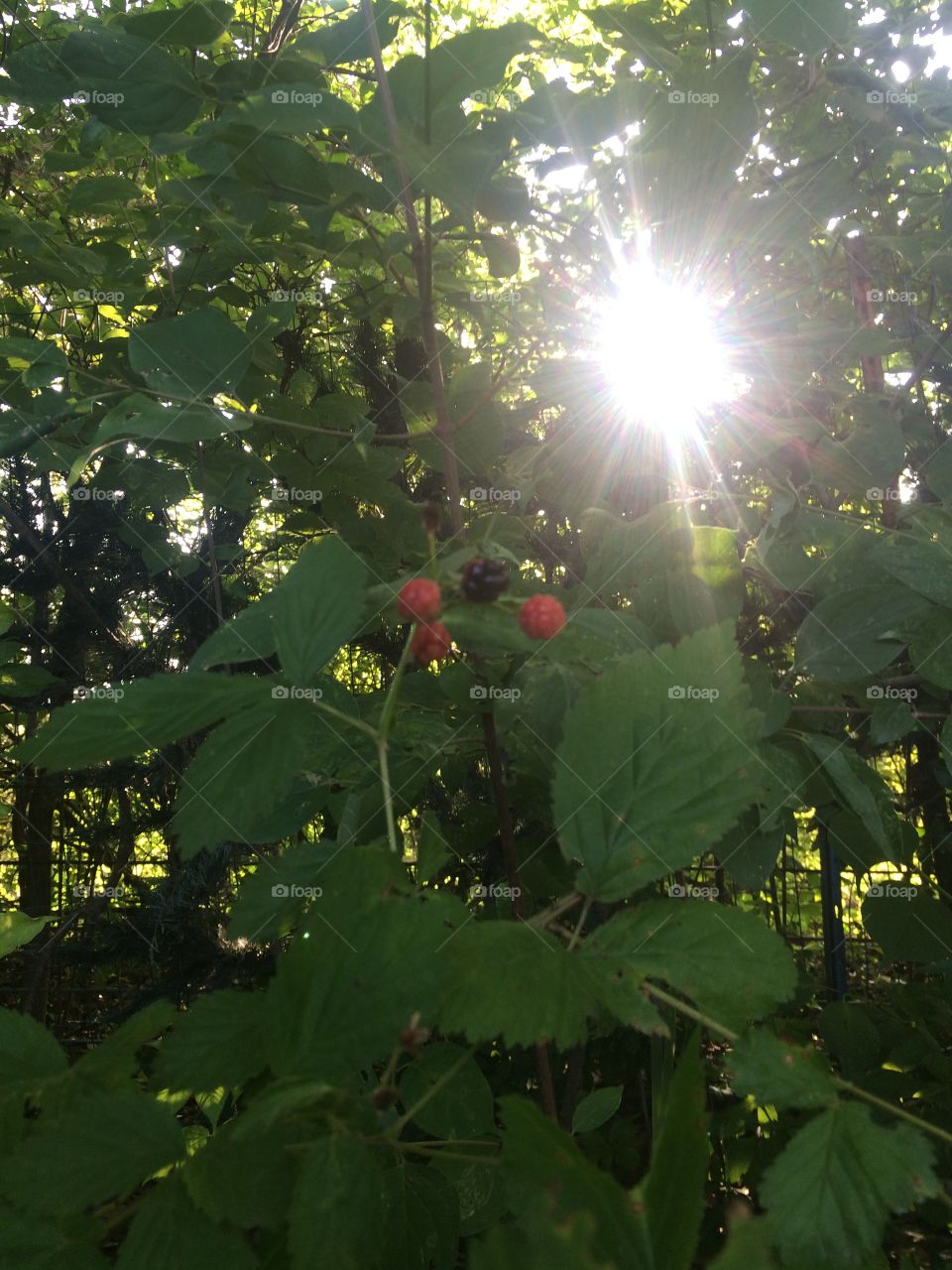 Black Raspberry Picking