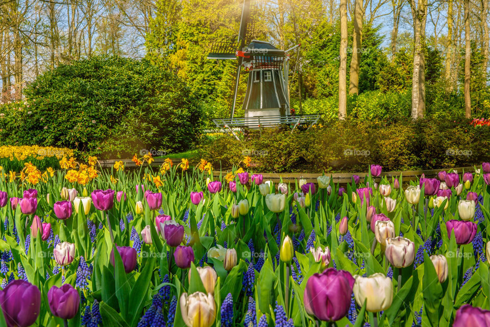 Springtime flowers  landscape 