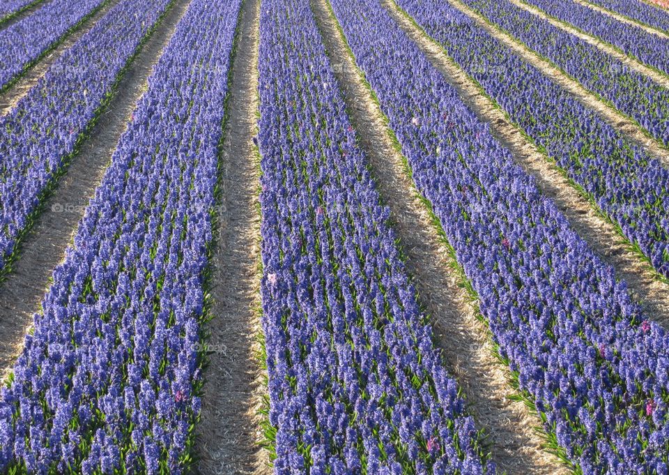 Spring flowers
