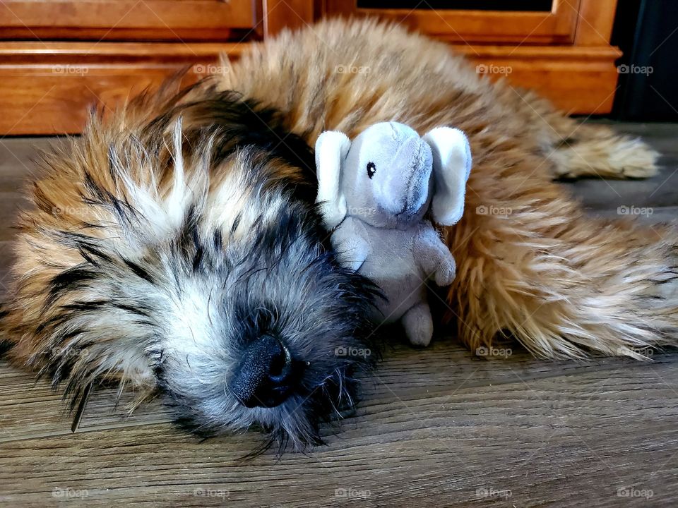 It's always better when you nap with a friend