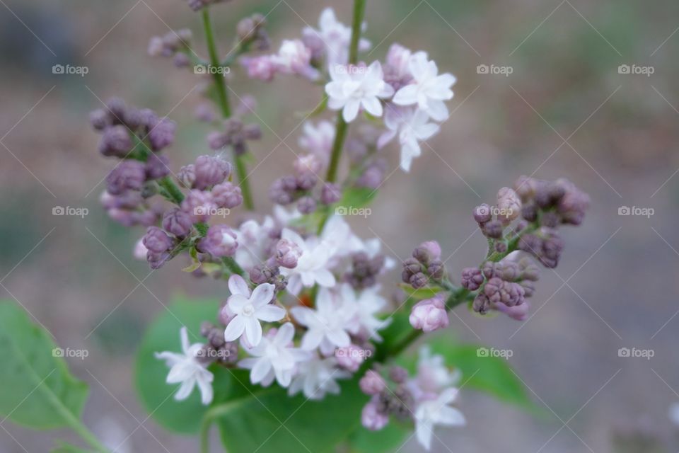 Close-up of lilac flowers