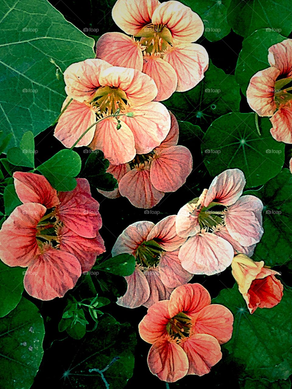 Nasturtiums . Nasturtiums in the garden