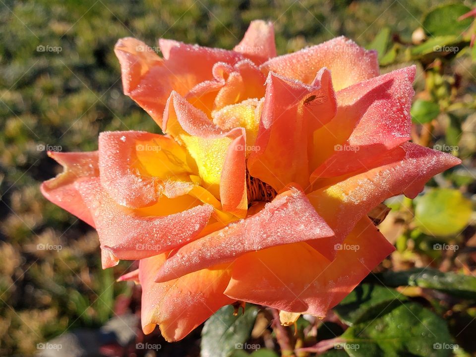 Stunning roses with fresh frost on the petals on a cold fall morning.