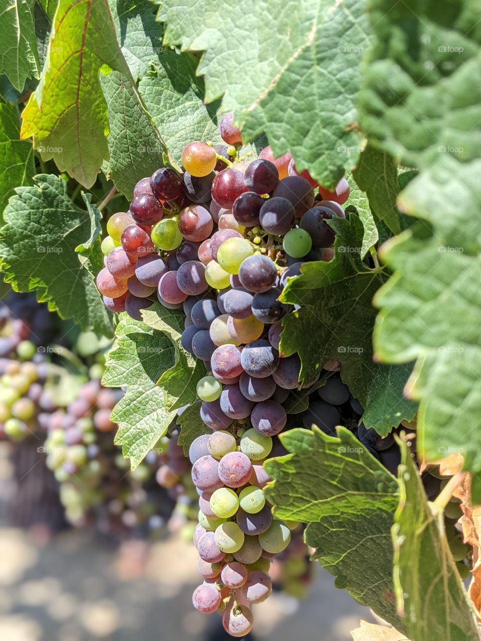 Colorful grapes ripening