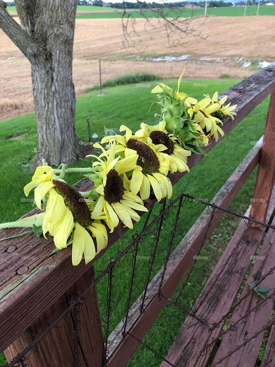 Sunflowers on old wood farmhouse decking and chicken wire flower boxes 