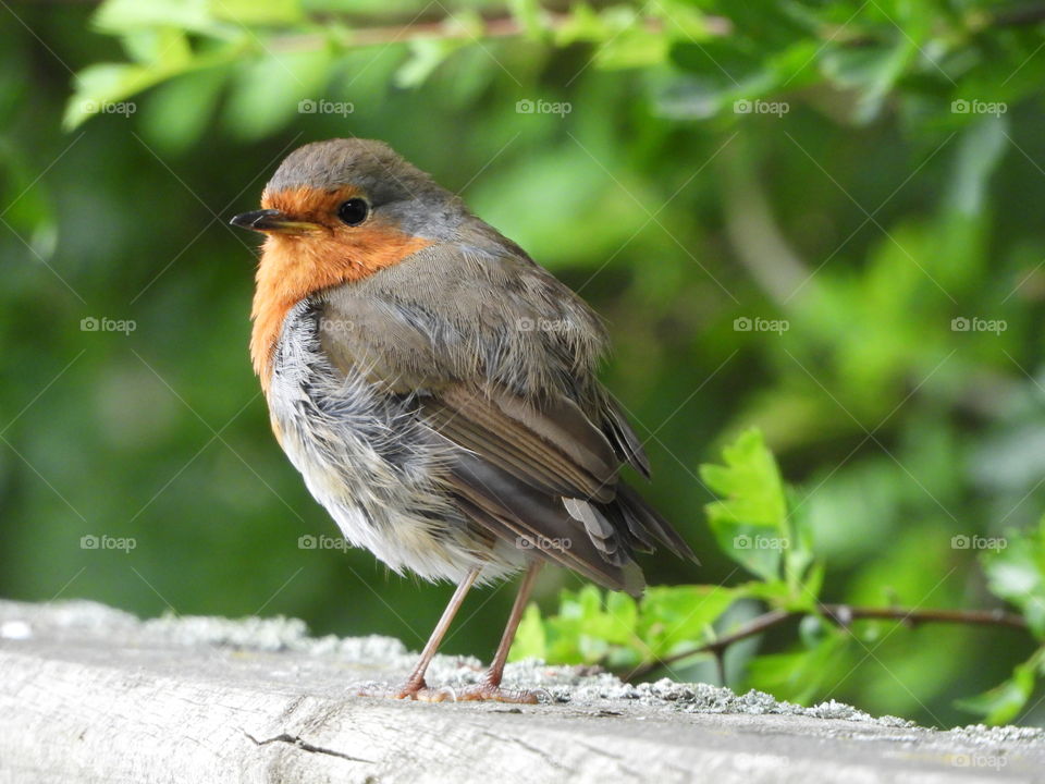 A young robin on a fence 