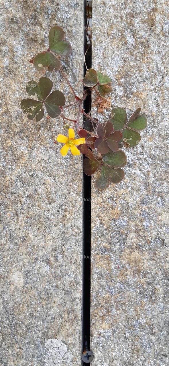 life is stronger than stone