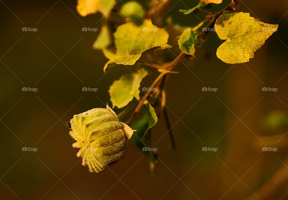 Floral photography - Abutilon indicom