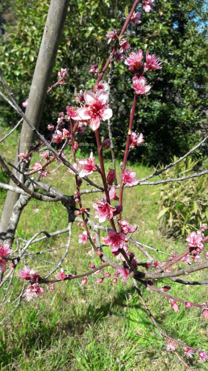 peach tree