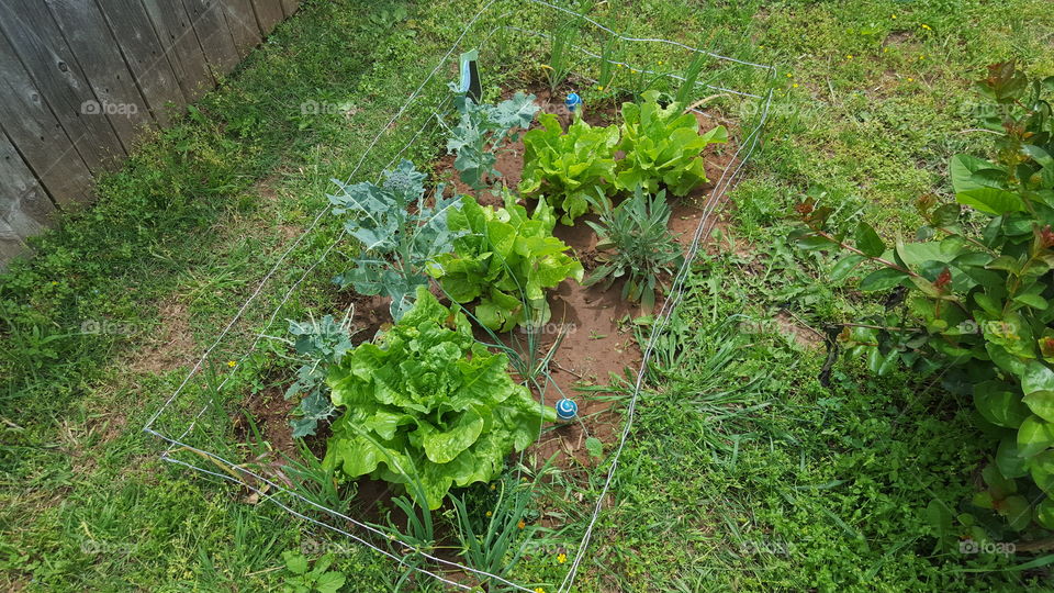 My children's Urban Garden