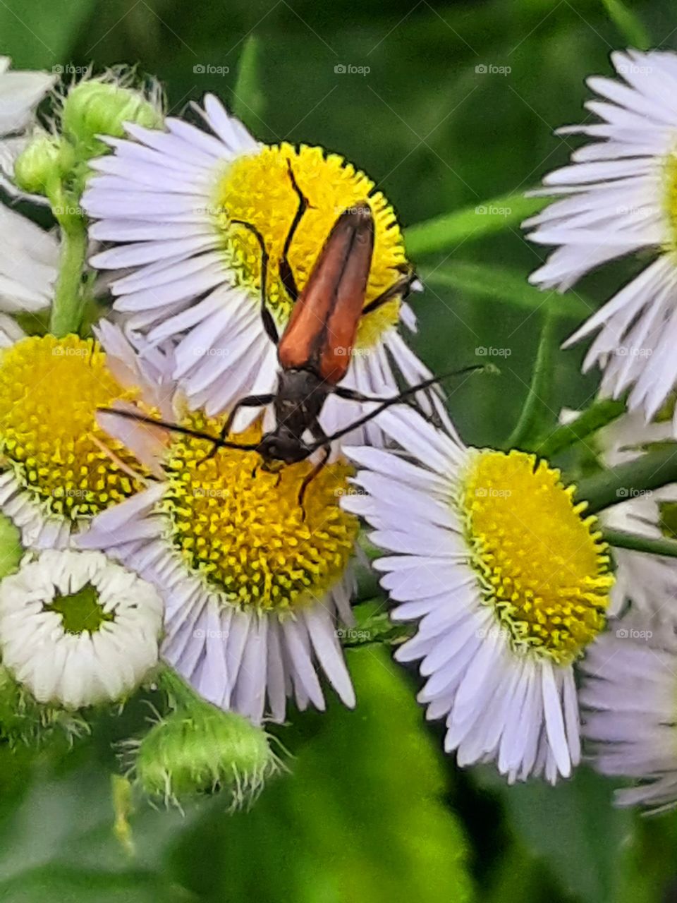 red-brown bug on erigeron flowers