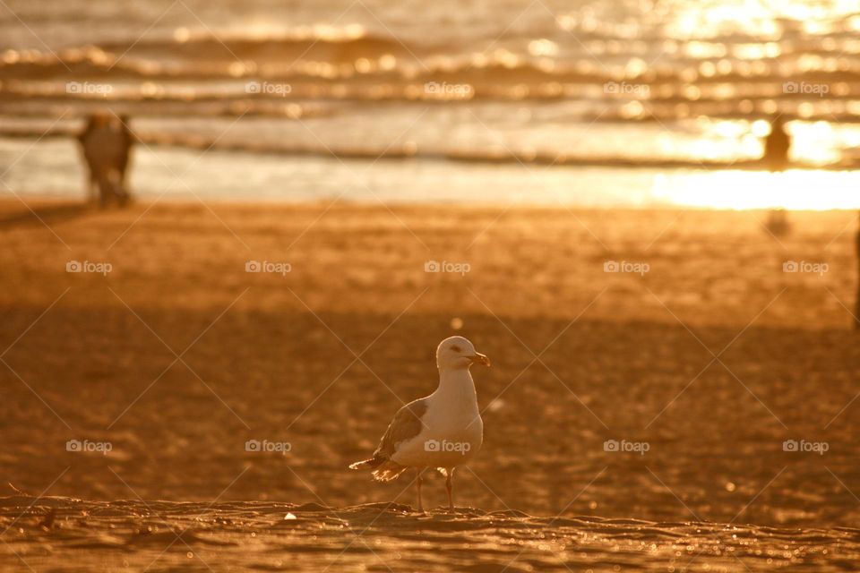 Sunset seagull at the beach in the Netherlands during the golden hour.