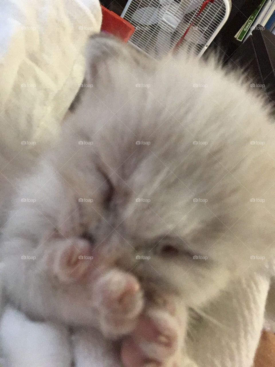 Beautiful white baby kitten 🐱