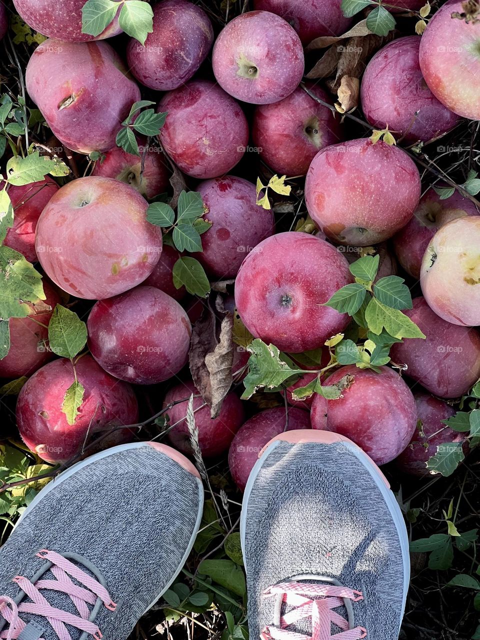 Apples on the ground