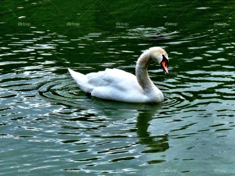 Lovely Swan