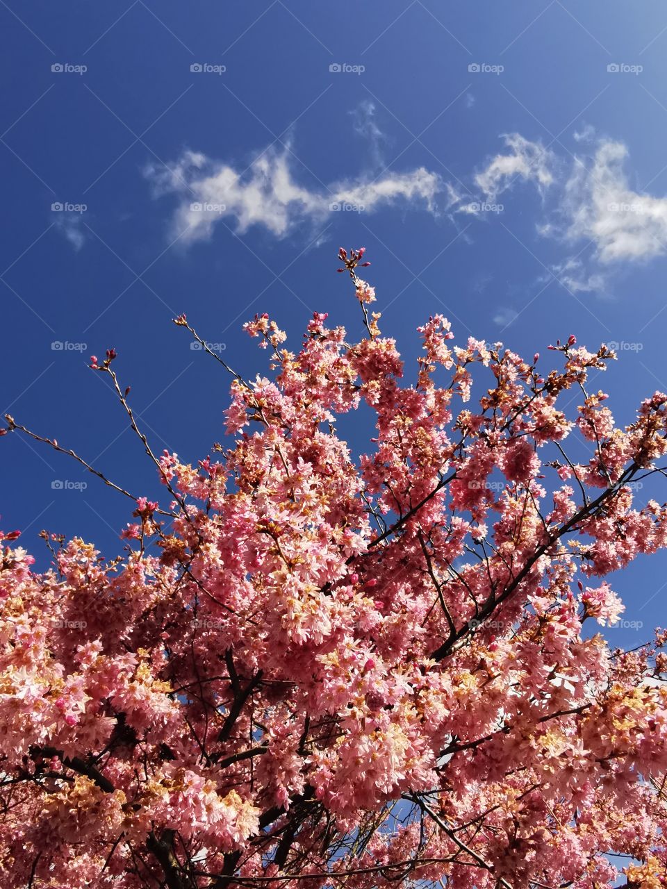 Zierkirsche In unserem Garten