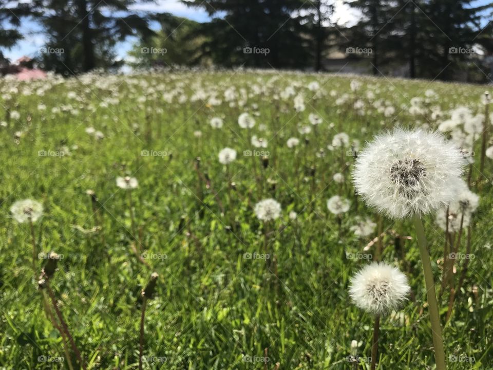Closeup on a white dandelion