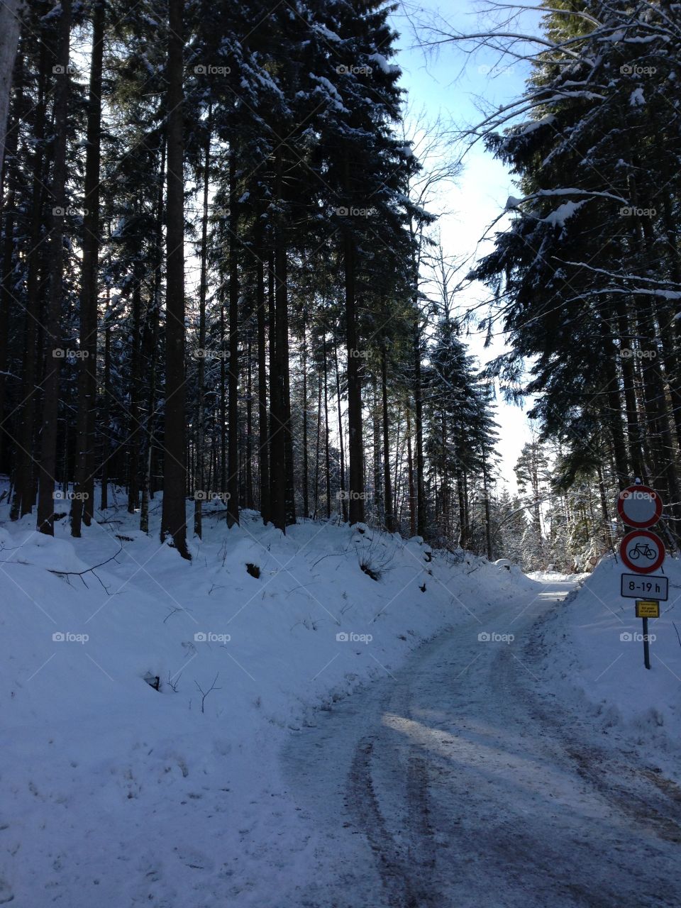 Winter in the forest, Füssen Germany