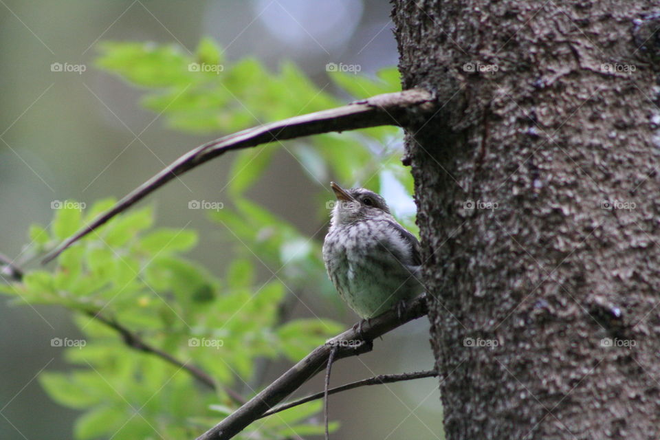 Bird on a tree branch in the forest