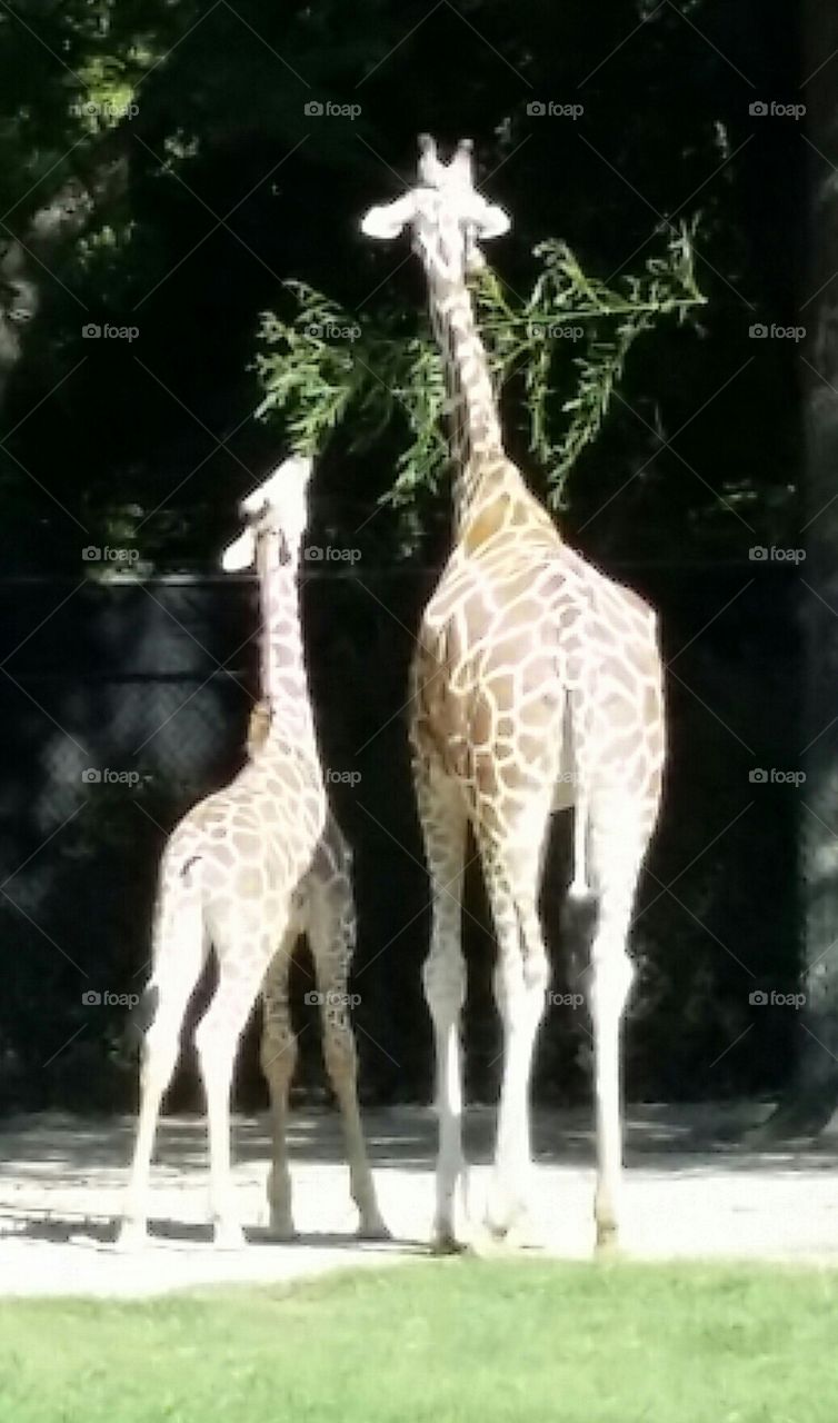 Mama and baby giraffe. eating together