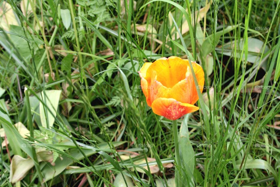 beautiful floral splendor