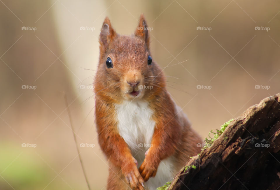 Squirrel seems to be surprised